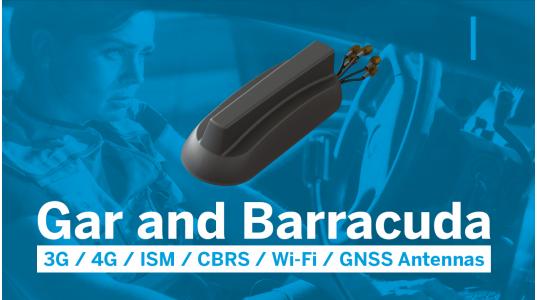 Gar and Barracuda